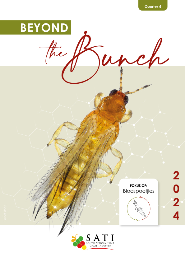 Beyond The Bunch Quarter 4