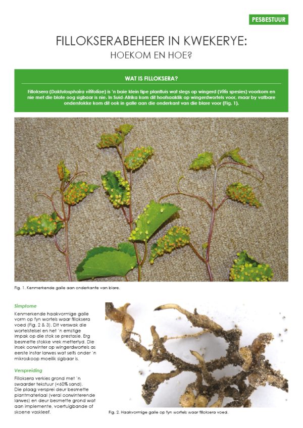 Foliksera Kwekerye 600x848